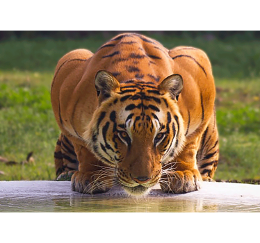 Fotomurale animali posizione del tigre reale - TenStickers