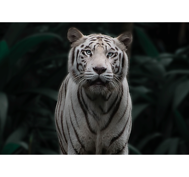 Fotomurale animali tigre bianca regale - TenStickers