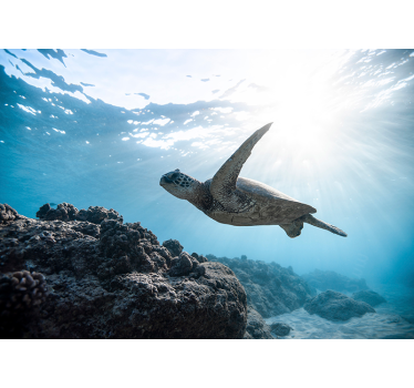 Fotomurali animali diversi scena di tartarughe sottomarine - TenStickers