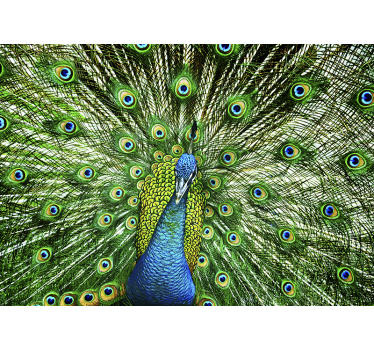 Fotomurale animali esposizione di piume di pavone - TenStickers