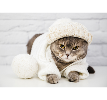 Fotomurale animali accogliente gatto lavorato a maglia - TenStickers