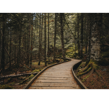 Fotomurale foresta scena sentiero boschivo - TenStickers