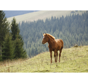 Fotomurale animali cavallo nel prato - TenStickers