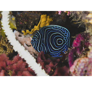 Fotomurale animali motivi pesci blu - TenStickers