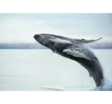 Fotomurale animali balena che salta - TenStickers
