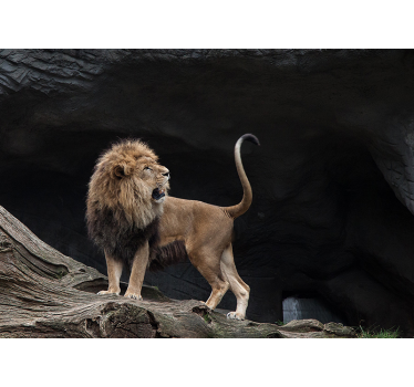 Fotomurali leone ritratto di leone maestoso - TenStickers