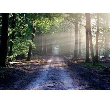 Fotomurale foresta sentiero boschivo illuminato - TenStickers