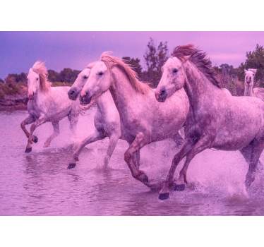 Fotomurale animali cavalli bianchi al galoppo - TenStickers