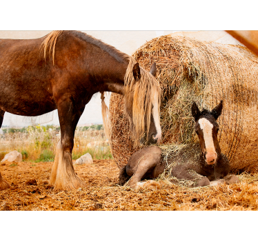 Fotomurali animali diversi madre e puledro - TenStickers