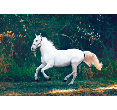 Fotomurale animali equino bianco regale - TenStickers