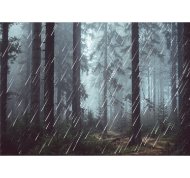 Fotomurale foresta sereno piovoso - TenStickers