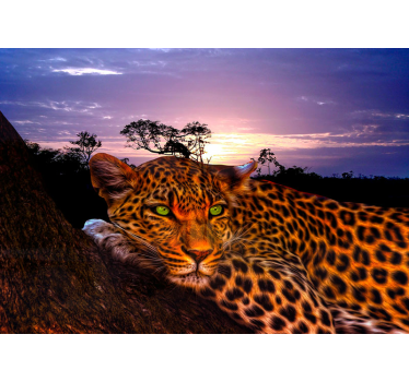 Fotomurali leone maestoso sguardo di leopardo - TenStickers