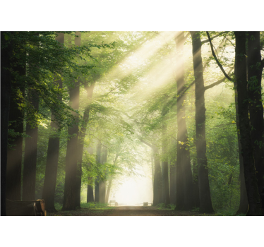Fotomurali natura paesaggio della foresta radiante - TenStickers