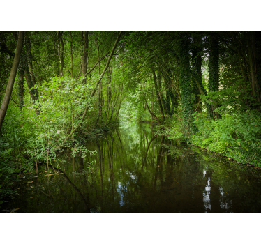 Fotomurali natura sentiero incantevole di verde - TenStickers