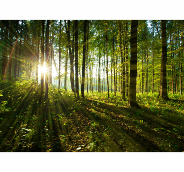 Fotomurali natura luce di una foresta soleggiata - TenStickers