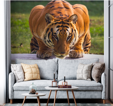 Fotomurale animali posizione del tigre reale - TenStickers