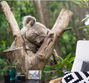 Fotomurale paesaggi Adorabile koala addormentato - TenStickers