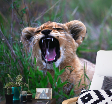 Fotomurali leone cucciolo di leone ruggente - TenStickers