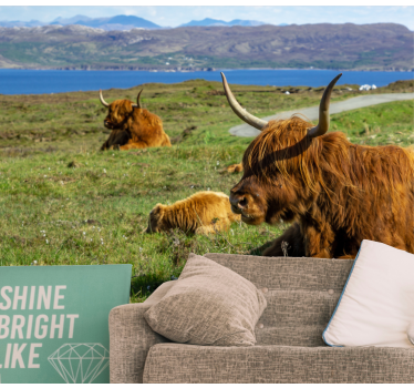 Fotomurali natura bovini delle highlands al pascolo - TenStickers