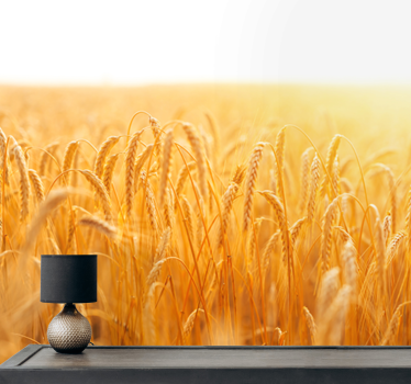 Fotomurali natura prato di grano dorato - TenStickers
