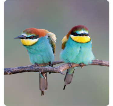 Sottobicchieri moderno uccelli colorati in posatoio - TenStickers
