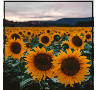 Sottobicchieri personalizzabile foto di campo di girasoli - TenStickers