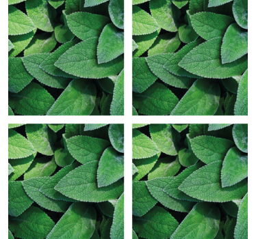 Sottobicchieri con motivi foglia verde vivace - TenStickers