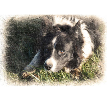 Poster di altri animali effetto vintage personalizzato - TenStickers
