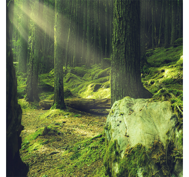 Poster da soggiorno rocce di muschio nel bosco - TenStickers