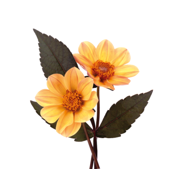 Poster fiori e piante due fiori - TenStickers