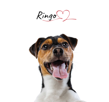 Poster Cane amore per cani personalizzato - TenStickers