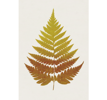 Poster Piante foglia di felce dorata - TenStickers