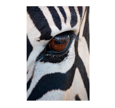 Poster di altri animali occhio della zebra - TenStickers