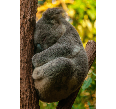Poster cameretta ragazzi koala che dorme - TenStickers