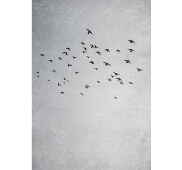 Poster di altri animali uccelli che volano - TenStickers