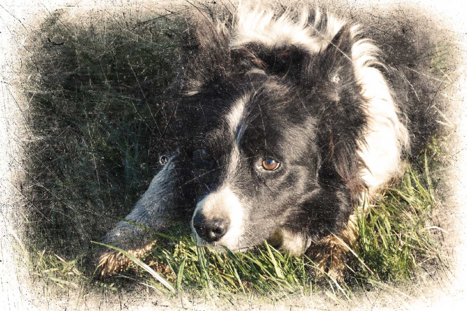 Poster di altri animali effetto vintage personalizzato - TenStickers