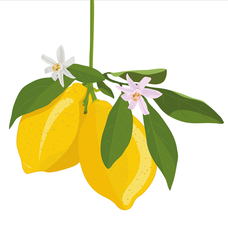 Poster da cucina albero di limoni - TenStickers