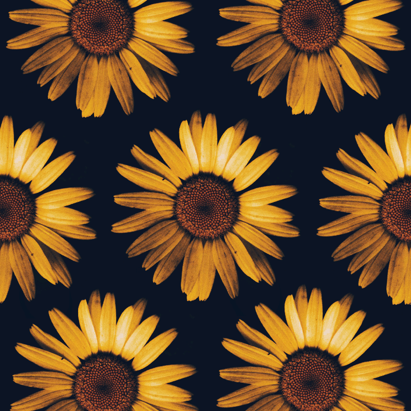 Poster da soggiorno girasole giallo - TenStickers