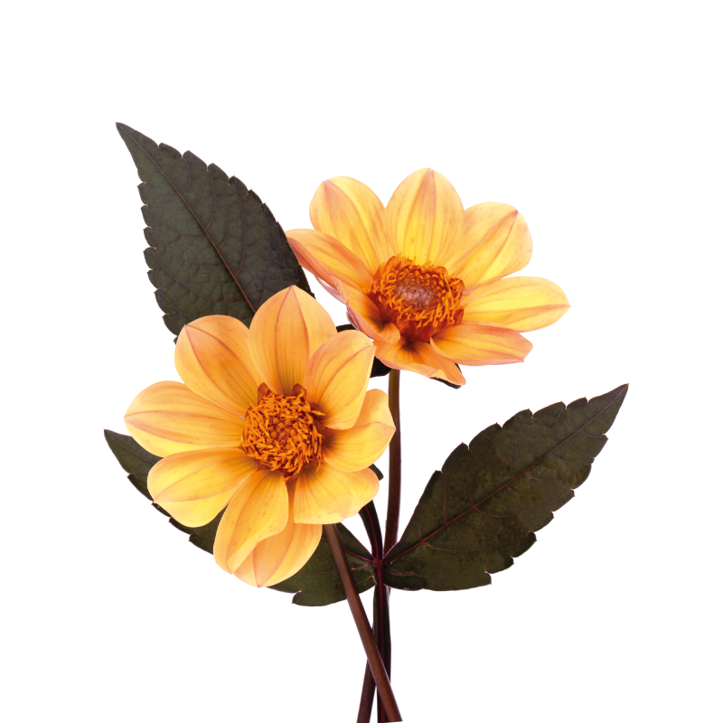 Poster fiori e piante due fiori - TenStickers