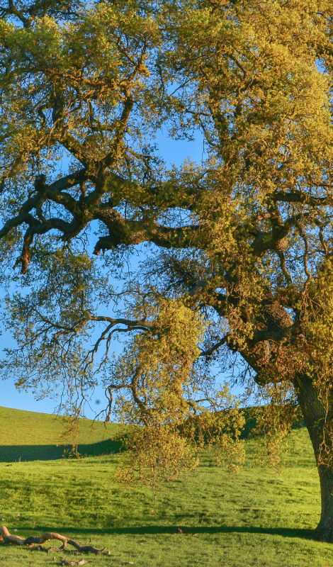 Poster di alberi design alberi 3d naturale - TenStickers