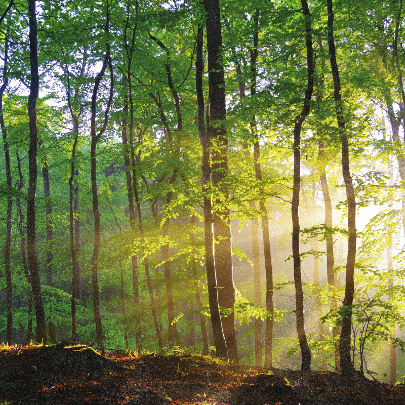 Poster di alberi luce naturale nel bosco - TenStickers