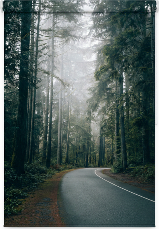 Poster di alberi strada dei pini nebulosa - TenStickers