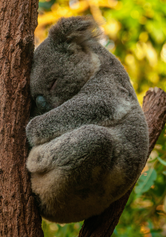 Poster cameretta ragazzi koala che dorme - TenStickers