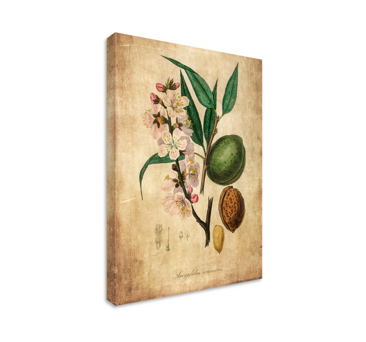 Dipinto con fiori e piante illustrazione botanica - TenStickers