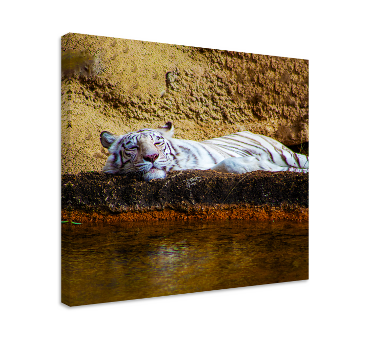 Cornice quadro con animali e insetti tigre bianca dormiente - TenStickers