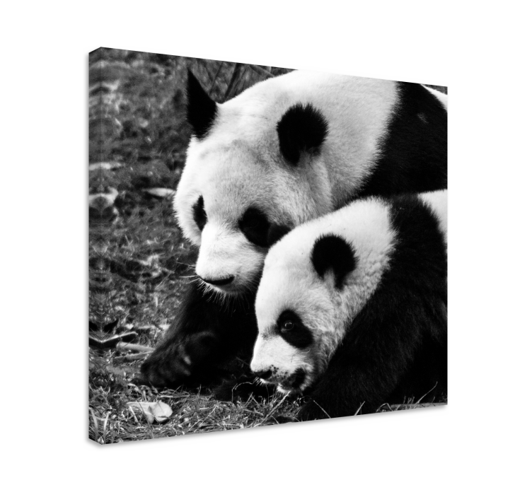 Cornice quadro con animali e insetti abbraccio di panda - TenStickers