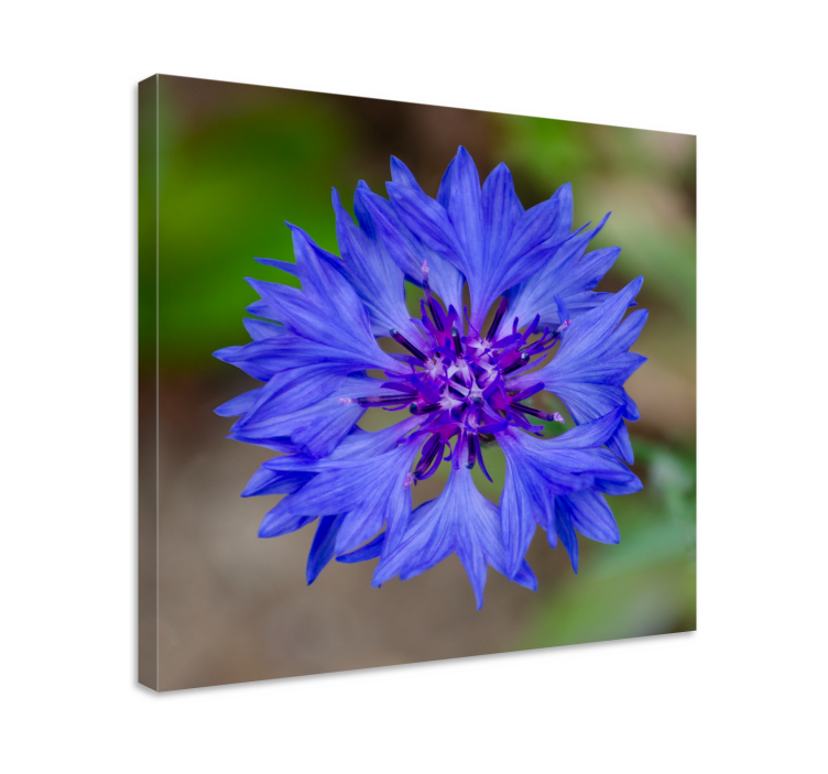 Dipinto con fiori e piante fiore blu in fiore - TenStickers