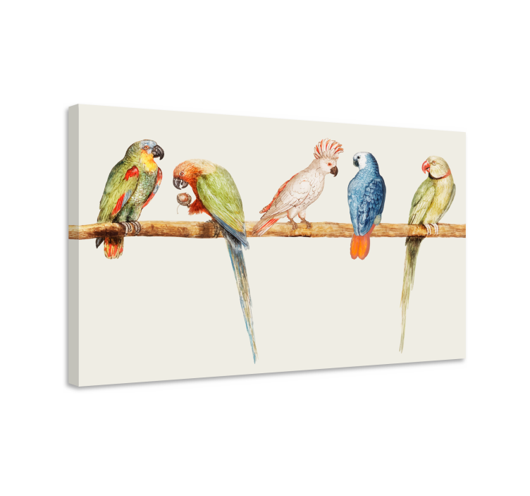 Dipinto con uccelli collezione di pappagalli colorati - TenStickers