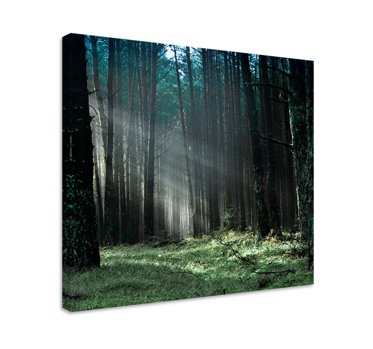 Dipinto alberi luce mistica della foresta - TenStickers