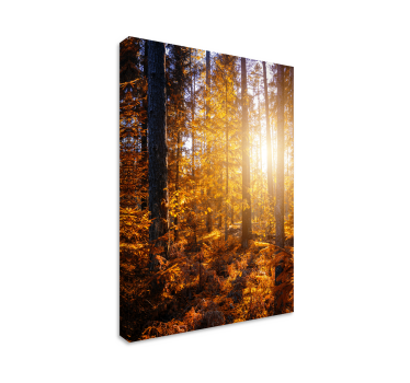 Quadro paesaggio Alberi del sole della foresta - TenStickers